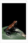 Adelphobates galactonotus (splash-backed poison frog) by Anonymous