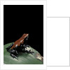 Adelphobates galactonotus (splash-backed poison frog) by Anonymous