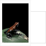 Adelphobates galactonotus (splash-backed poison frog) by Anonymous