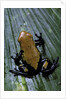 Adelphobates galactonotus (splash-backed poison frog) by Anonymous