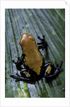 Adelphobates galactonotus (splash-backed poison frog) by Anonymous