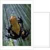 Adelphobates galactonotus (splash-backed poison frog) by Anonymous