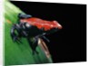 Adelphobates galactonotus (splash-backed poison frog) by Anonymous