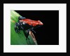 Adelphobates galactonotus (splash-backed poison frog) by Anonymous