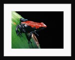 Adelphobates galactonotus (splash-backed poison frog) by Anonymous