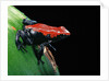 Adelphobates galactonotus (splash-backed poison frog) by Anonymous