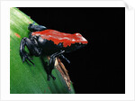 Adelphobates galactonotus (splash-backed poison frog) by Anonymous