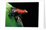 Adelphobates galactonotus (splash-backed poison frog) by Anonymous