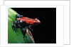 Adelphobates galactonotus (splash-backed poison frog) by Anonymous