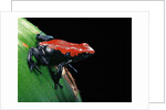 Adelphobates galactonotus (splash-backed poison frog) by Anonymous