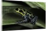Ranitomeya imitator (mimic poison frog) by Anonymous