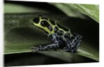 Ranitomeya imitator (mimic poison frog) by Anonymous
