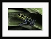 Ranitomeya imitator (mimic poison frog) by Anonymous