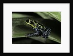 Ranitomeya imitator (mimic poison frog) by Anonymous