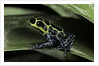 Ranitomeya imitator (mimic poison frog) by Anonymous