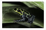 Ranitomeya imitator (mimic poison frog) by Anonymous