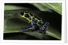 Ranitomeya imitator (mimic poison frog) by Anonymous