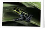Ranitomeya imitator (mimic poison frog) by Anonymous