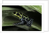 Ranitomeya imitator (mimic poison frog) by Anonymous