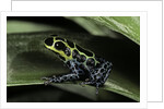 Ranitomeya imitator (mimic poison frog) by Anonymous