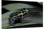 Ranitomeya imitator (mimic poison frog) by Anonymous