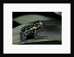 Ranitomeya imitator (mimic poison frog) by Anonymous