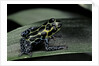 Ranitomeya imitator (mimic poison frog) by Anonymous