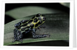 Ranitomeya imitator (mimic poison frog) by Anonymous