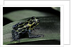 Ranitomeya imitator (mimic poison frog) by Anonymous