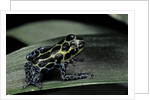 Ranitomeya imitator (mimic poison frog) by Anonymous