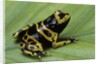 Dendrobates leucomelas (yellow-banded poison dart frog) by Anonymous