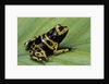 Dendrobates leucomelas (yellow-banded poison dart frog) by Anonymous