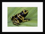 Dendrobates leucomelas (yellow-banded poison dart frog) by Anonymous