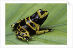 Dendrobates leucomelas (yellow-banded poison dart frog) by Anonymous