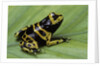 Dendrobates leucomelas (yellow-banded poison dart frog) by Anonymous