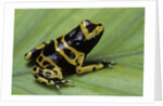 Dendrobates leucomelas (yellow-banded poison dart frog) by Anonymous