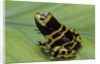 Dendrobates leucomelas (yellow-banded poison dart frog) by Anonymous