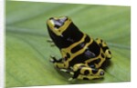 Dendrobates leucomelas (yellow-banded poison dart frog) by Anonymous