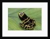Dendrobates leucomelas (yellow-banded poison dart frog) by Anonymous