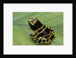 Dendrobates leucomelas (yellow-banded poison dart frog) by Anonymous