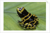 Dendrobates leucomelas (yellow-banded poison dart frog) by Anonymous