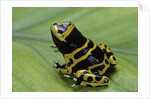 Dendrobates leucomelas (yellow-banded poison dart frog) by Anonymous