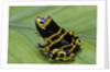 Dendrobates leucomelas (yellow-banded poison dart frog) by Anonymous