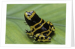 Dendrobates leucomelas (yellow-banded poison dart frog) by Anonymous