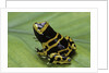 Dendrobates leucomelas (yellow-banded poison dart frog) by Anonymous