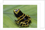 Dendrobates leucomelas (yellow-banded poison dart frog) by Anonymous