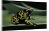 Dendrobates leucomelas (yellow-banded poison dart frog) by Anonymous