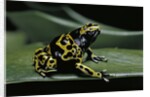 Dendrobates leucomelas (yellow-banded poison dart frog) by Anonymous