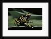 Dendrobates leucomelas (yellow-banded poison dart frog) by Anonymous