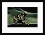 Dendrobates leucomelas (yellow-banded poison dart frog) by Anonymous